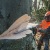 Бензопила Stihl MS 661-28" в Екатеринбурге