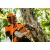 Аккумуляторная пила Stihl MSA 161 T-10" (без аккумулятора и зарядного устройства) в Екатеринбурге
