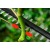Высоторез аккумуляторный Bosch UniversalHedgePole 18 в Екатеринбурге