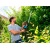 Электроножницы Gardena ComfortCut 550/50 в Екатеринбурге