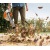 Воздуходувка бензиновая Stihl BG 56 в Екатеринбурге